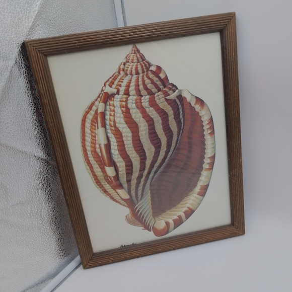 Vintage Framed Seashell Art Print By Petropoulos 12.5 x 15.5 - Picture 2 of 5